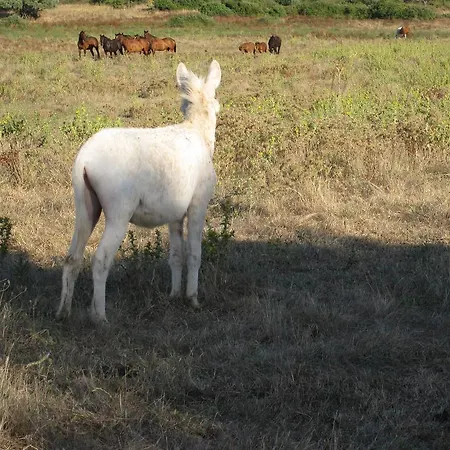 Gospodarstwo agroturystyczne Agriturismo Cabu Abbas *